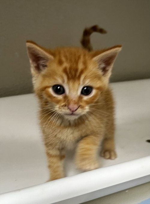 BUTTERS, Baby Domestic Short Hair (medium coat), cat for adoption in Oakley, California
