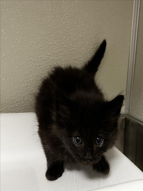 REED, Baby Domestic Medium Hair (medium coat), cat for adoption in Brentwood, California