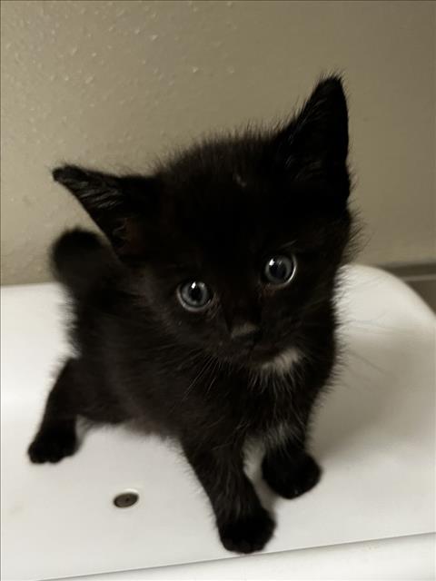 PLOVER, Baby Domestic Medium Hair (medium coat), cat for adoption in Brentwood, California