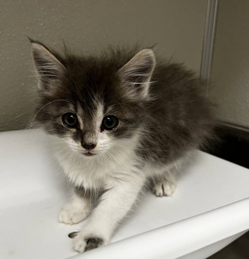 DRONGO, Baby Domestic Medium Hair (medium coat), cat for adoption in Brentwood, California