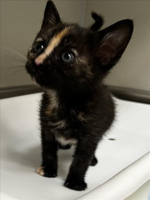 MAGGIE, Baby Domestic Short Hair (medium coat), cat for adoption in Brentwood, California