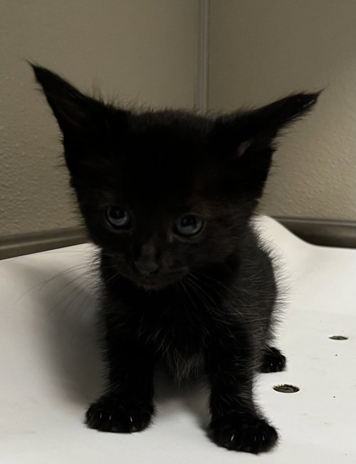 NELSON, Baby Domestic Short Hair (medium coat), cat for adoption in Brentwood, California