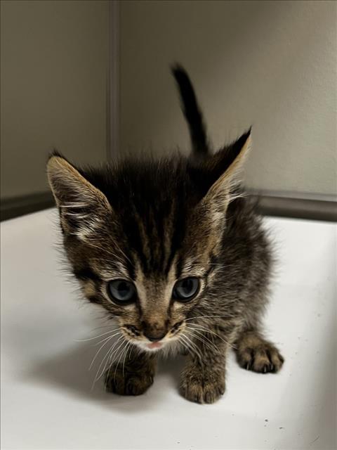 MILHOUSE, Baby Domestic Short Hair (medium coat), cat for adoption in Brentwood, California