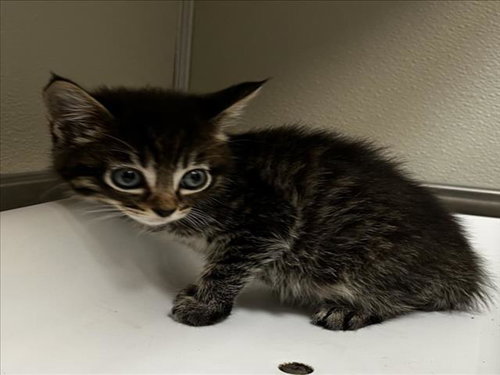 BART, Baby Domestic Short Hair (medium coat), cat for adoption in Brentwood, California