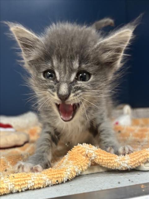 RHEA, Baby Domestic Short Hair (medium coat), cat for adoption in Brentwood, California
