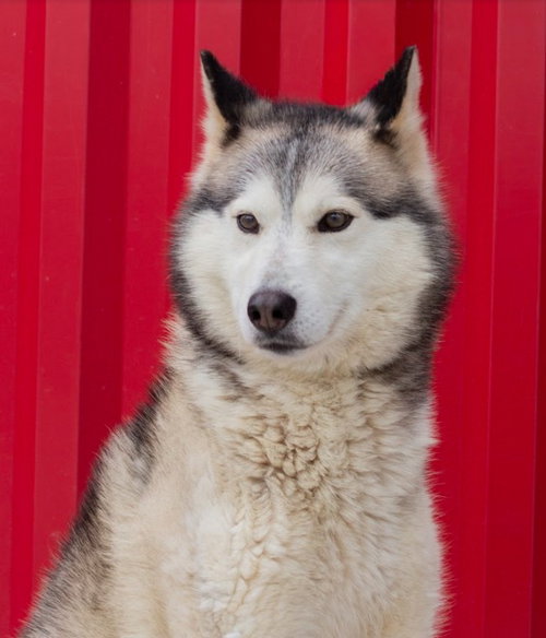 CILANTRO, an adoptable Husky in Tracy, CA