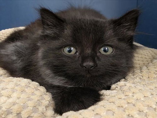 COMINO, Baby Domestic Medium Hair (medium coat), cat for adoption in Brentwood, California