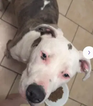 Unknown - Pit Bull Terrier