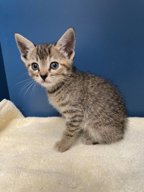 ROSA, an adoptable Domestic Short Hair in Tracy, CA