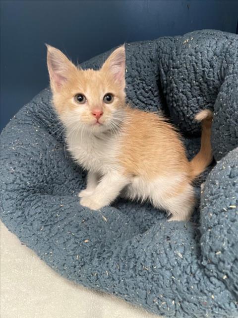 ROMERO, an adoptable Domestic Short Hair in Tracy, CA