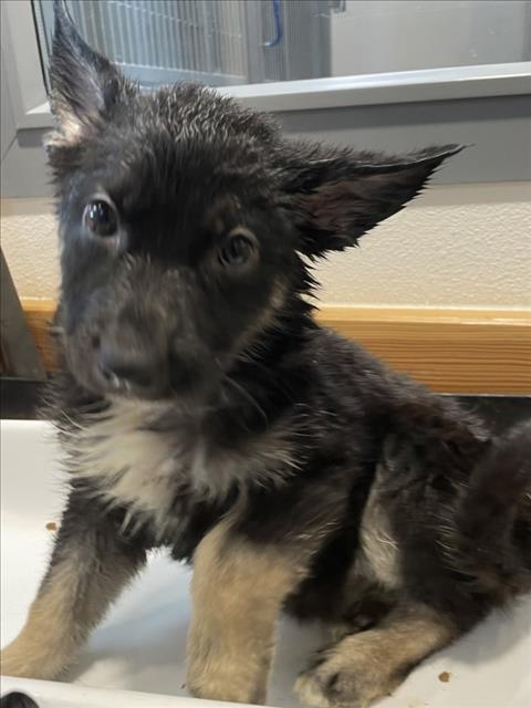 PENSAMIENTO, an adoptable German Shepherd Dog in Tracy, CA