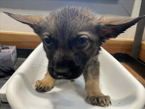 CEIBO, an adoptable German Shepherd Dog in Tracy, CA
