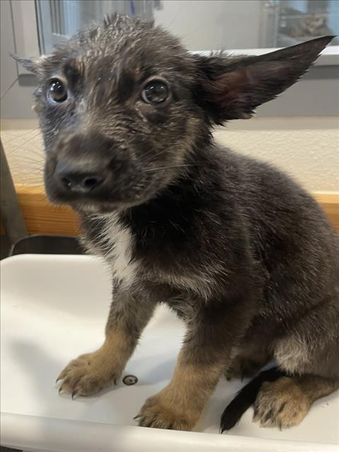 AGAVE, an adoptable German Shepherd Dog in Tracy, CA