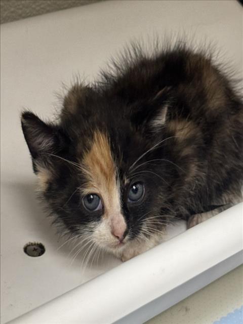 LAVANDA, an adoptable Domestic Medium Hair in Tracy, CA