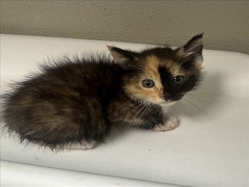 CAMPANILLA, Baby Domestic Medium Hair (medium coat), cat for adoption in Brentwood, California