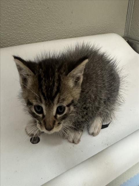 ANTURIO, Baby Domestic Short Hair (medium coat), cat for adoption in Brentwood, California