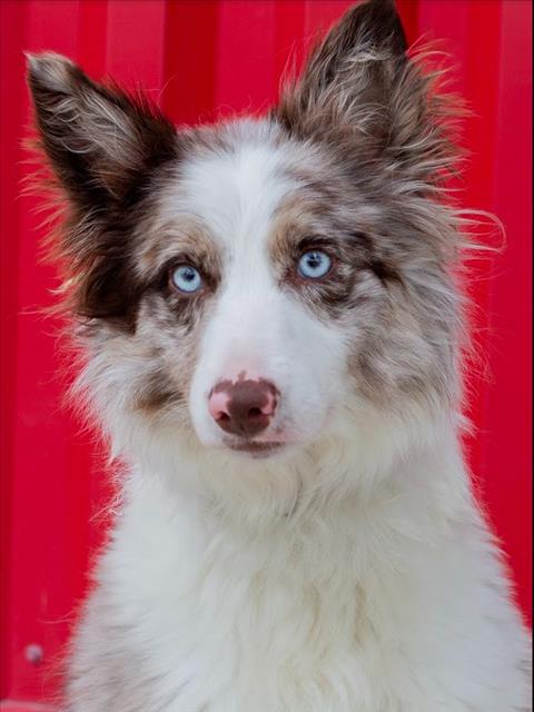 VIOLETA, an adoptable Australian Shepherd in Tracy, CA