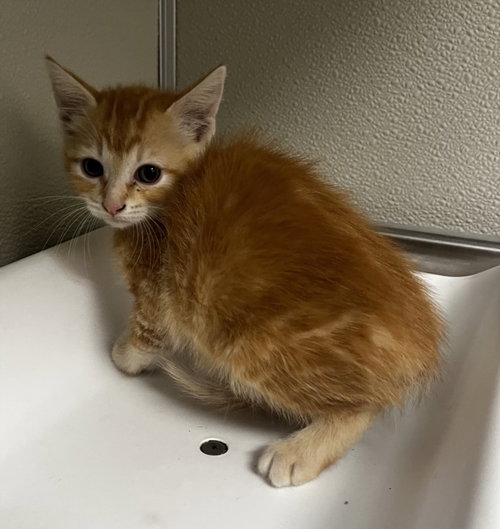 ROSITA, Baby Domestic Short Hair (medium coat), cat for adoption in Brentwood, California