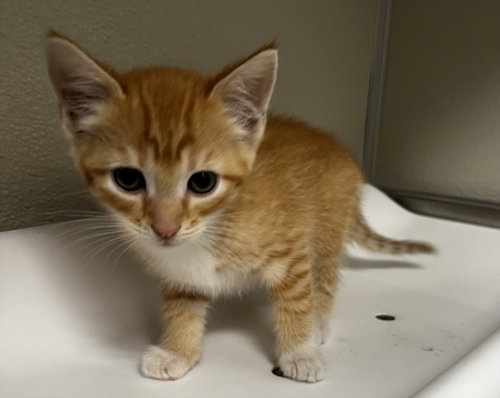 JAZMIN, an adoptable Domestic Short Hair in Tracy, CA