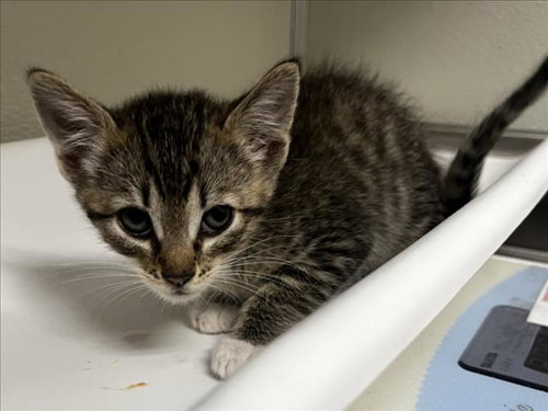 AZAHAR, an adoptable Domestic Short Hair in Tracy, CA