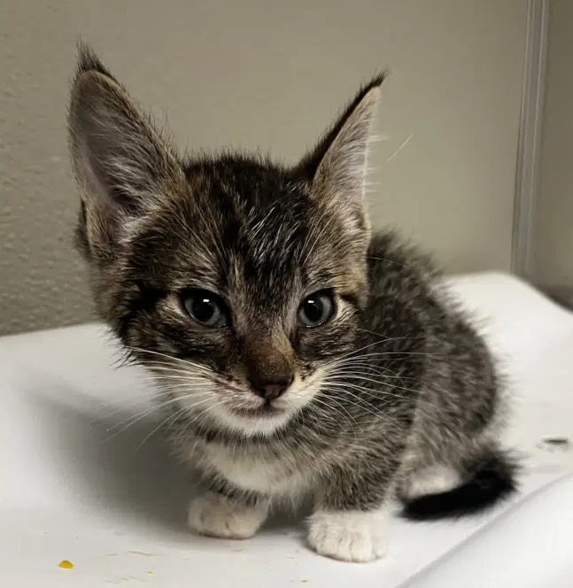 Narciso - Domestic Short Hair