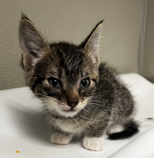 NARCISO, an adoptable Domestic Short Hair in Tracy, CA