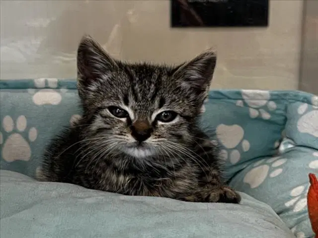 Galantina - Domestic Short Hair