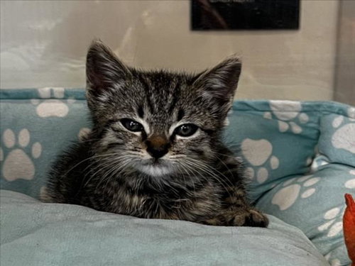 GALANTINA, an adoptable Domestic Short Hair in Tracy, CA