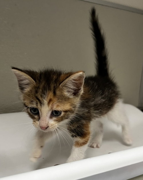 CAMELIA, Baby Domestic Short Hair (medium coat), cat for adoption in Brentwood, California