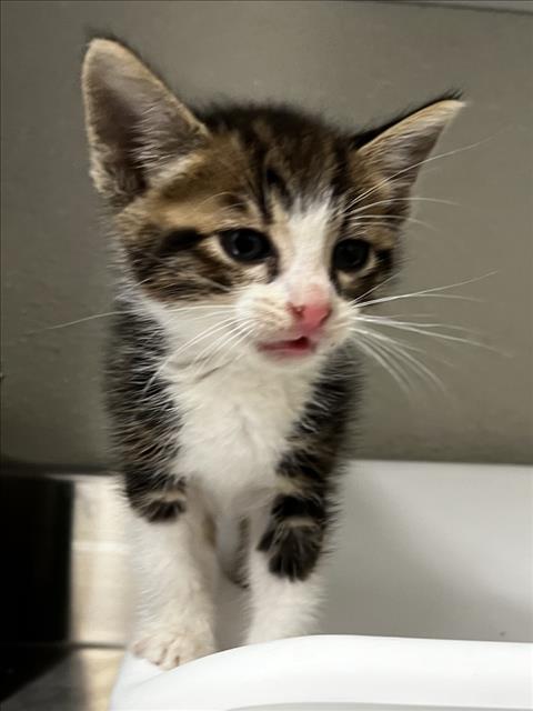CROCUS, Baby Domestic Short Hair (medium coat), cat for adoption in Brentwood, California