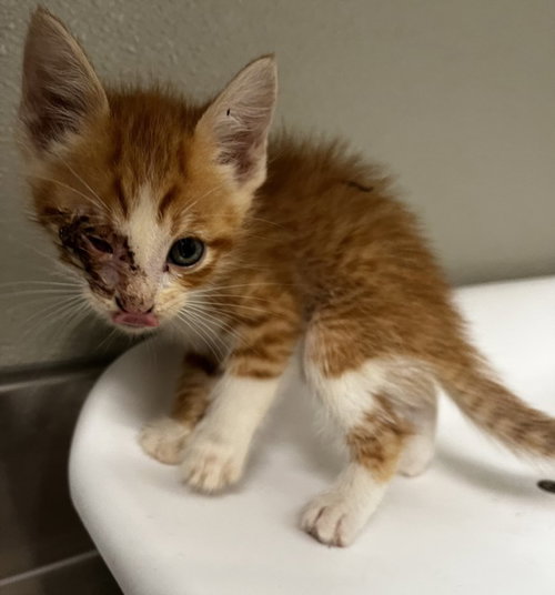 MUSCARI, an adoptable Domestic Short Hair in Tracy, CA
