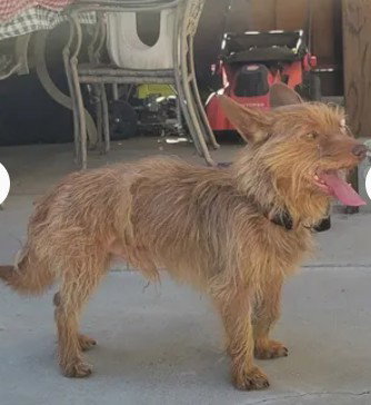 A047413, an adoptable Cairn Terrier in Tracy, CA