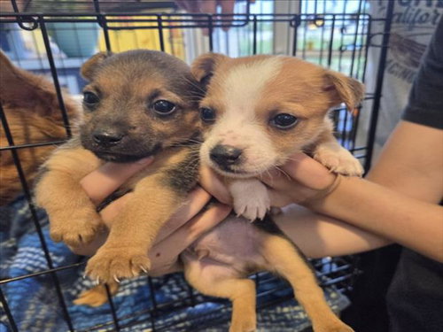 A047420, an adoptable Chihuahua in Tracy, CA