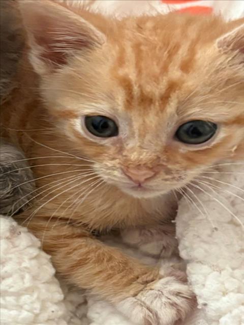 ANDY, an adoptable Domestic Short Hair in Tracy, CA