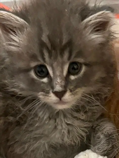 Buzz - Domestic Long Hair