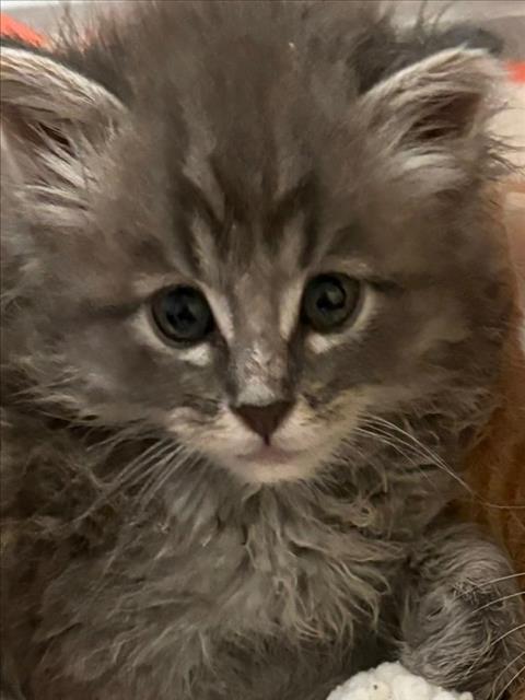 BUZZ, an adoptable Domestic Long Hair in Tracy, CA