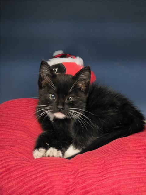 BIZCO, an adoptable Domestic Medium Hair in Tracy, CA