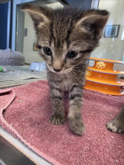 NORA, Baby Domestic Short Hair (medium coat), cat for adoption in Brentwood, California