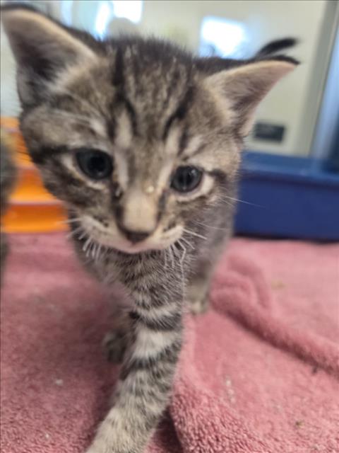 HERBO, Baby Domestic Short Hair (medium coat), cat for adoption in Brentwood, California