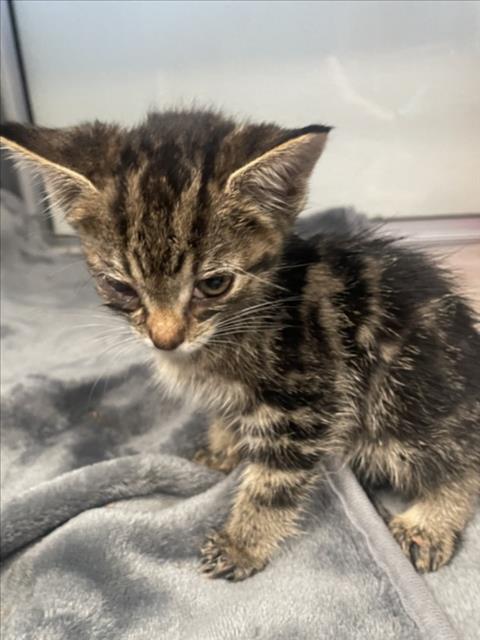 ESTRELLA, Baby Domestic Short Hair (medium coat), cat for adoption in Brentwood, California