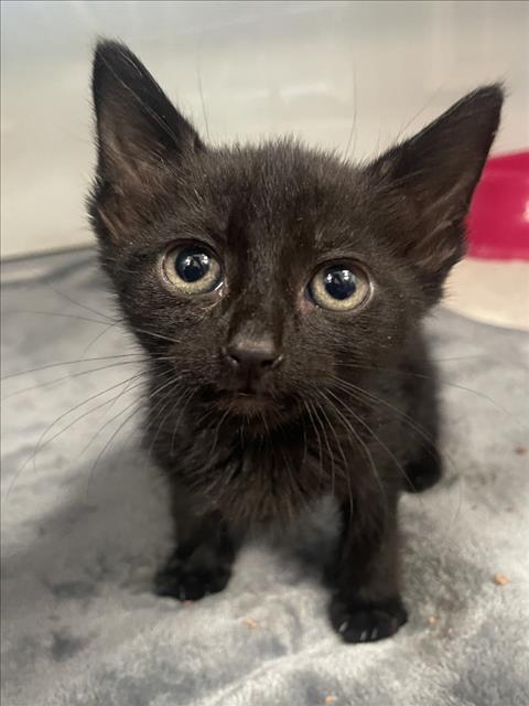 CIELO, an adoptable Domestic Short Hair in Tracy, CA