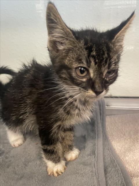 RIO, Baby Domestic Short Hair (medium coat), cat for adoption in Brentwood, California