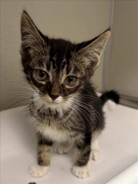 RIO, Baby Domestic Short Hair (medium coat), cat for adoption in Pittsburg, California