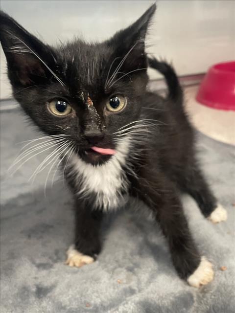 SOL, Baby Domestic Short Hair (medium coat), cat for adoption in Brentwood, California