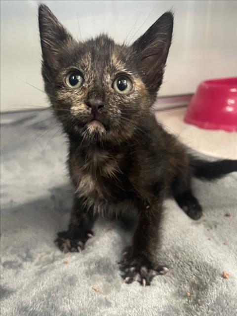 LEONA, Baby Domestic Short Hair (medium coat), cat for adoption in Brentwood, California