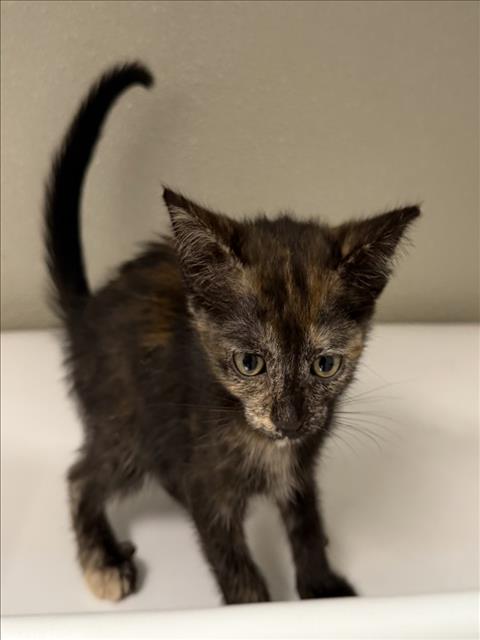 LEONA, Baby Domestic Short Hair (medium coat), cat for adoption in Pittsburg, California