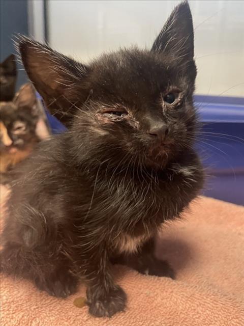 VINA, Baby Domestic Short Hair (medium coat), cat for adoption in Brentwood, California
