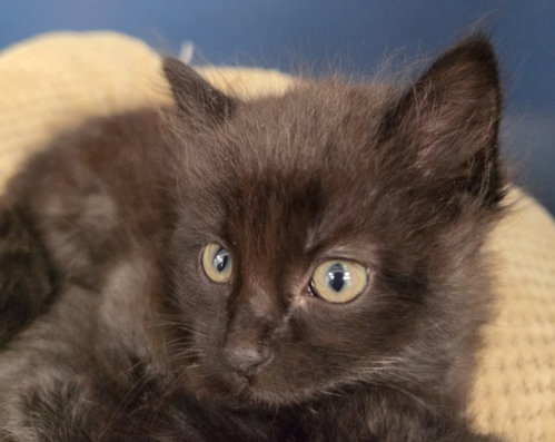 CANELO, an adoptable Domestic Medium Hair in Tracy, CA
