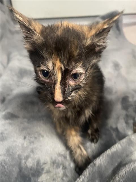 MARINA, an adoptable Domestic Short Hair in Tracy, CA