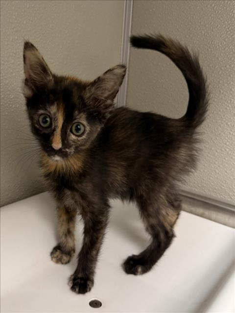 MARINA, Baby Domestic Short Hair (medium coat), cat for adoption in Pittsburg, California